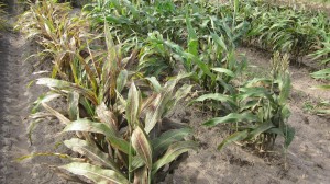 Fig. 1.  Observation of susceptible (left) and tolerant (right) grain sorghum lines (not necessarily commercial hybrids), Stillwater, OK, 2014.  Photo courtesy of Dr. Scott Armstrong, USDA-ARS.