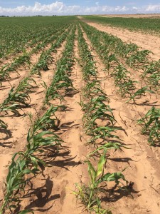Newsome Downed Sorghum Terry 2015