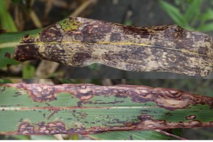 Fig. 2.  Top:  Multiple zonate lesions that have coalesced to kill most of the leaf blade, especially from mid-leaf to the tip.  Bottom:  Earlier leaf margin pattern of lesion development which may eventually coalesce across the leaf blade.  (Gary Odvody).