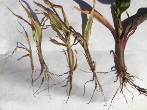 Fig. 2.  Range of glyphosate drift symptoms on grain sorghum seedlings, Crosby Co., TX (2014).  None of these plants would resume normal growth if they do survive.
