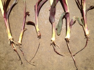 Fig. 3.  Lack of secondary root development from the base of the crown due to glyphosate drift on grain sorghum seedlings, Hale Co., TX (2014).  These seedlings would not recover.