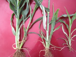 Fig. 5.  Range of grain sorghum plant growth after receiving light injury from glyphosate drift (Lubbock Co., 2014).  Left to right, plants demonstrated decreased ability to grow out of injury and head normally.