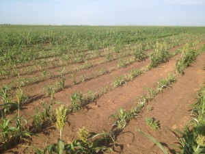 Fig. 6.  Moderate to severe glyphosate drift from aerial application in sporadic pattern across a grain sorghum field, Lynn Co., TX (2015).  Albino striping is evident on plants in center, and contrast of growth is observed from damaged vs. undamaged.