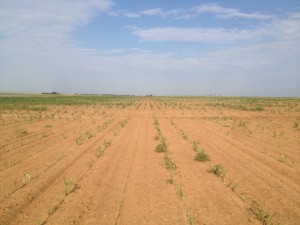 Fig. 7.  Catastrophic glyphosate drift injury on grain sorghum from aerial application which occurred approximately ¾ mile away, Lynn Co., TX (2015).