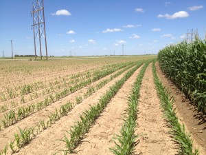 Fig. 8.  Several rows of grain sorghum protected by irrigated corn from apparent glyphosate drift from a southeast wind, Hale Co., TX (2014).