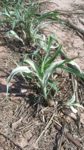 Fig. 9.  Glyphosate harvest aid application to grain sorghum, August, 2015, Wilbarger Co., TX, resulted in poor desiccation and sorghum plants survived.  After stalks were cut and baled for hay, sorghum regrowth in September demonstrated significant white leaf striping from residual in-plant glyphosate effects.